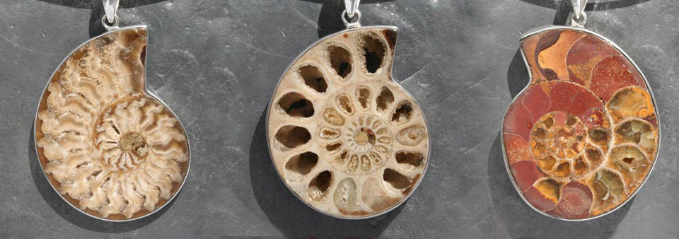 Ammonite Collection