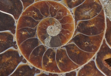 Ammonite rings